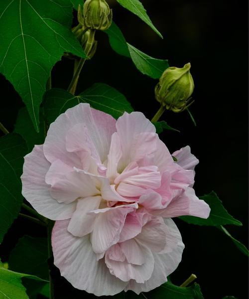 芙蓉花的花语是什么？如何用芙蓉花表达情感？