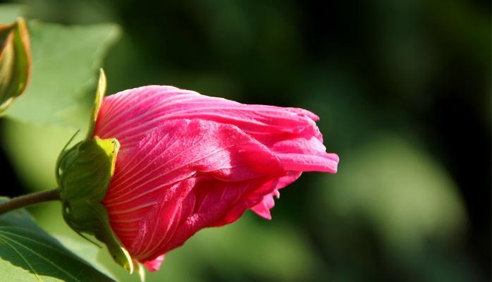 芙蓉花的花语是什么？如何用芙蓉花表达情感？