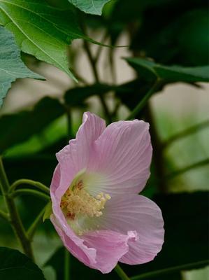 芙蓉花的花语是什么？如何用芙蓉花表达情感？