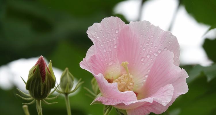 芙蓉花的花语是什么？芙蓉花寓意有哪些常见问题？