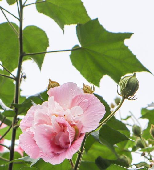 芙蓉花象征什么？芙蓉花的花语和文化意义是什么？