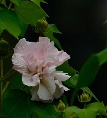 芙蓉花语是什么意思？如何正确解读芙蓉花的花语含义？