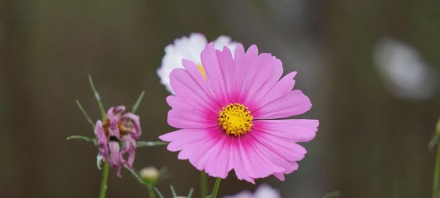 芙蓉树花语是什么？如何正确理解芙蓉树的花语含义？