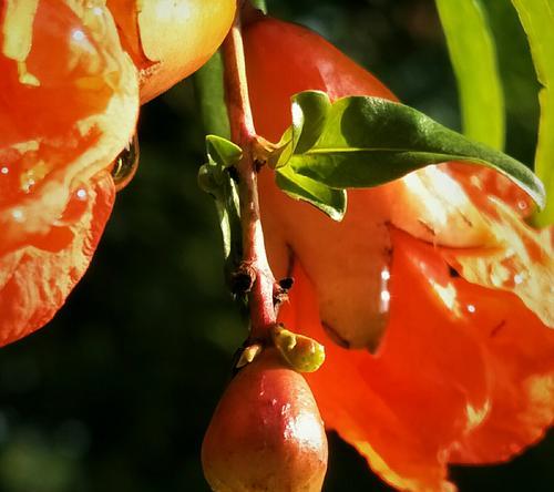 芙蓉树花语是什么？如何正确理解芙蓉树的花语含义？