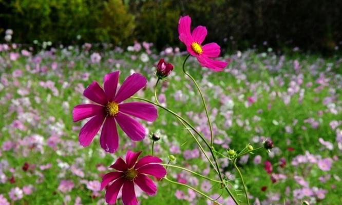 格桑花的花语象征是什么？它有哪些寓意？