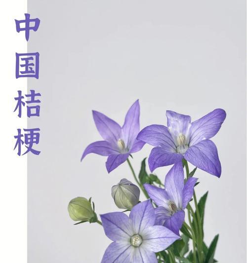 桔梗花不同颜色代表什么花语？常见问题解答？