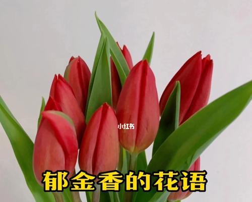 各种郁金香的花语是什么？如何根据颜色选择郁金香？