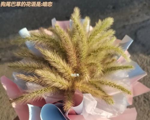 狗尾巴花的花语是什么？如何正确解读狗尾巴花的含义？