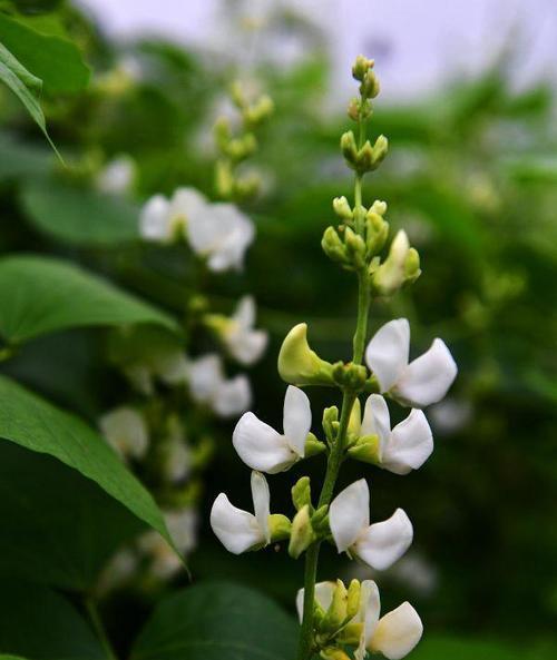 绿豆开花是真的吗？颜色和样子是怎样的？