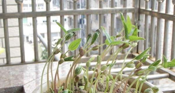 绿豆几月份种植最合适？如何确保高产？