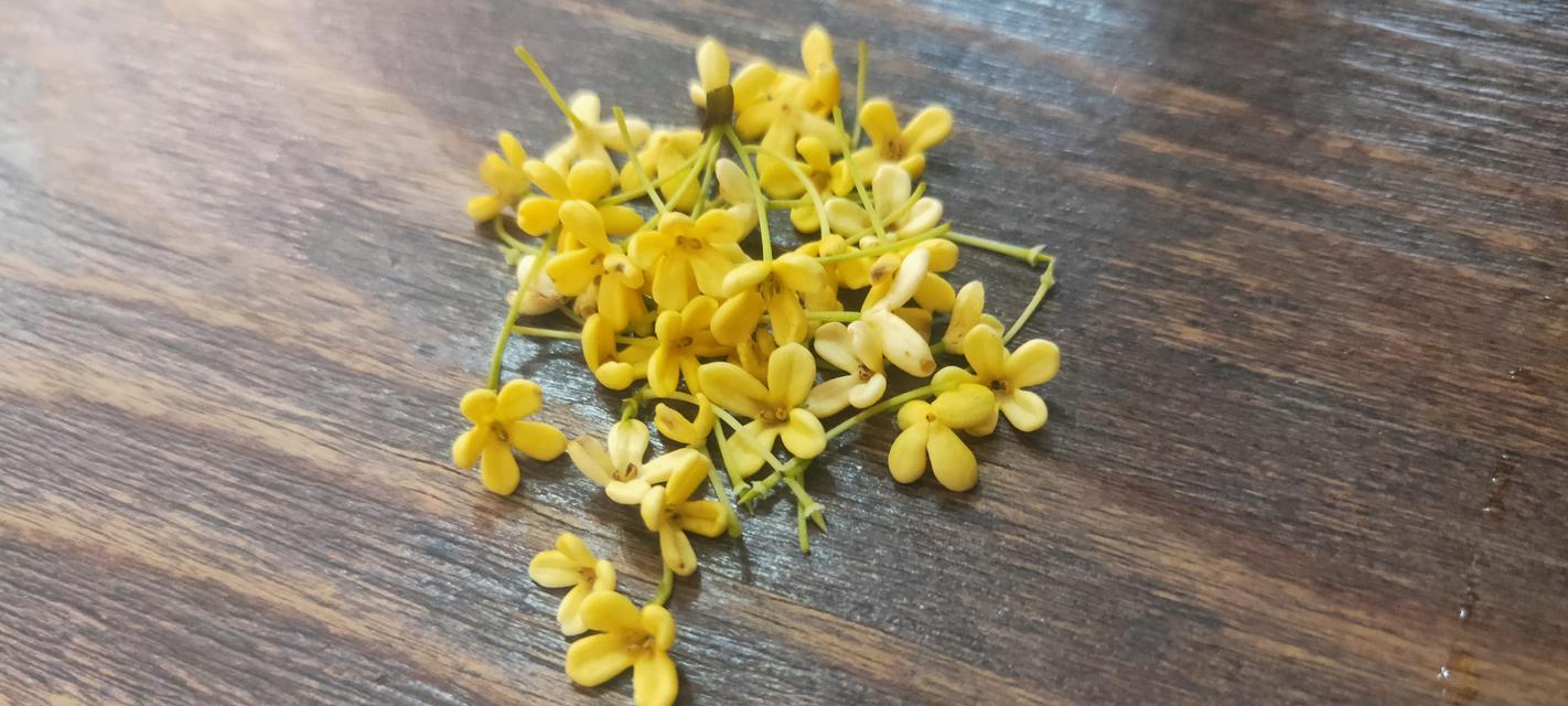 桂花的寓意是什么？如何用桂花表达情感？