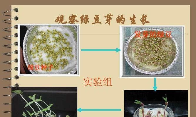 绿豆生长的理想温度是多少度？如何调整种植环境以适应？