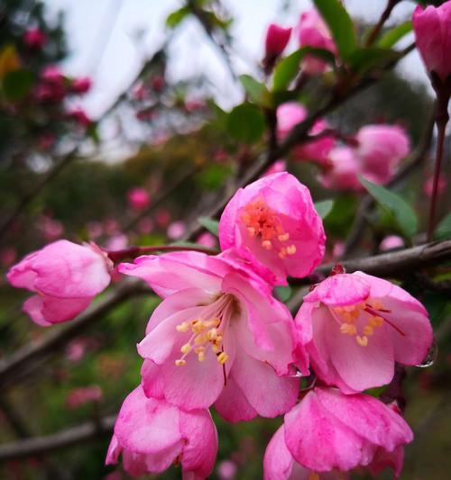 海棠花代表什么爱情含义？如何用海棠花表达爱意？