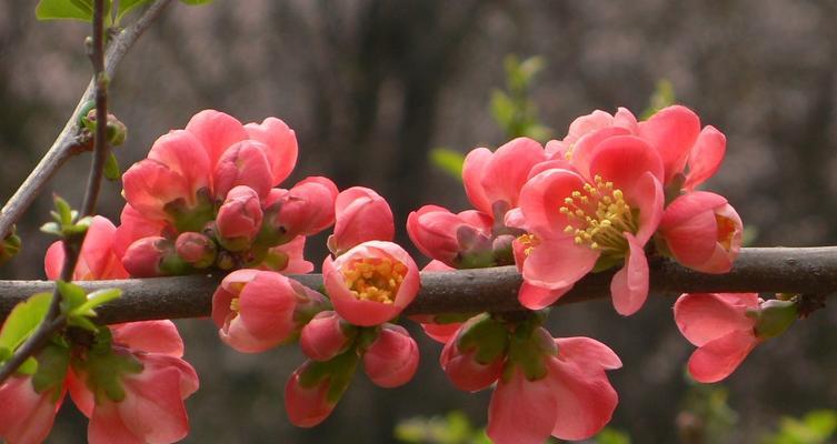 海棠花的花语是什么？如何用海棠花表达爱意？