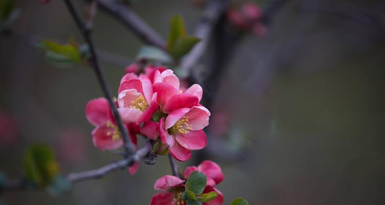 海棠花的花语是什么？它寓意着什么含义？