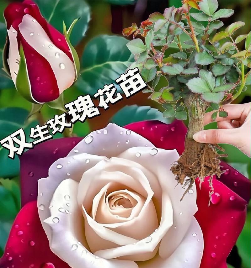 19朵玫瑰和两个百合的花语是什么？英语中如何表达？