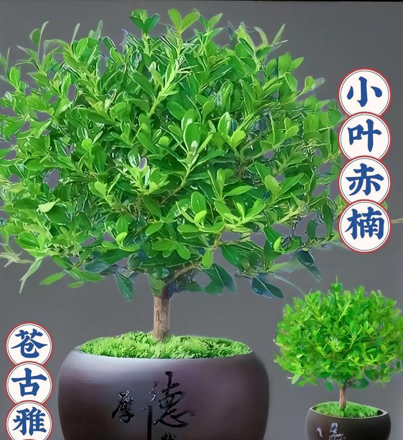 新农人花卉绿植都有哪些名字？如何选择适合初学者的植物？