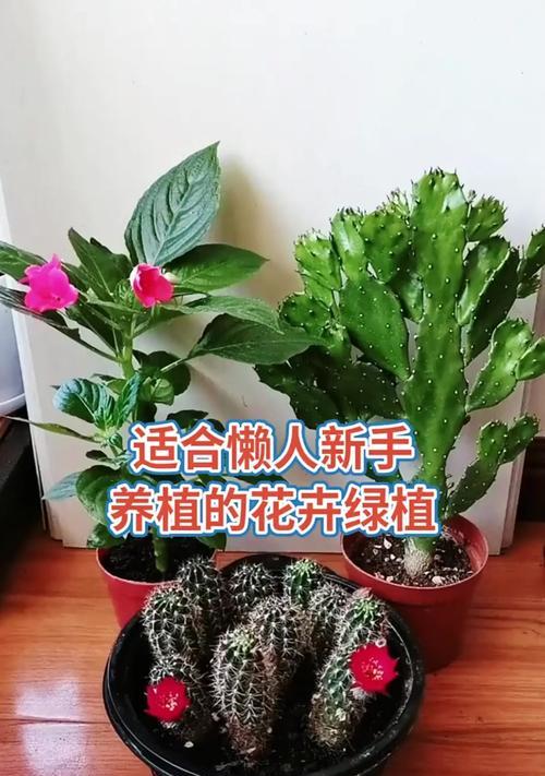 新农人花卉绿植都有哪些名字？如何选择适合初学者的植物？