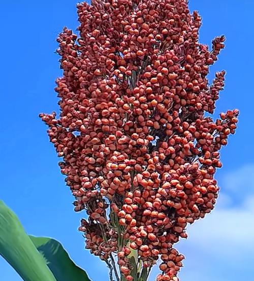 旱生植物有哪些特征？它们如何适应干旱环境？