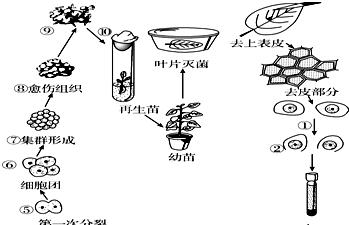 如何将植物培养成球形？有哪些技巧和方法？