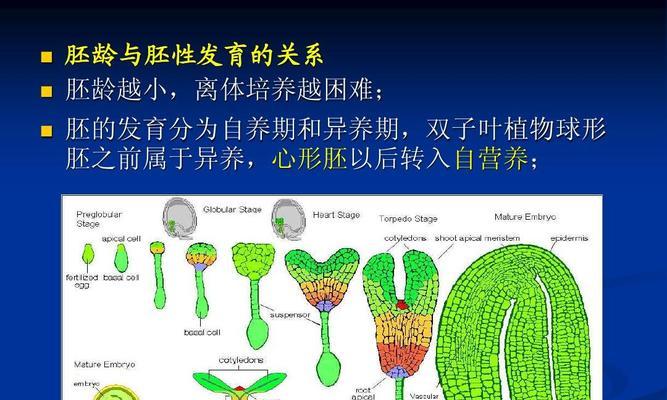 如何将植物培养成球形？有哪些技巧和方法？