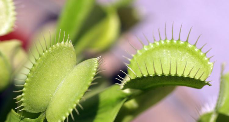 水养植物出现虫害怎么办？如何有效处理？