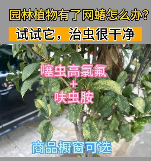 水养植物出现虫害怎么办？如何有效处理？