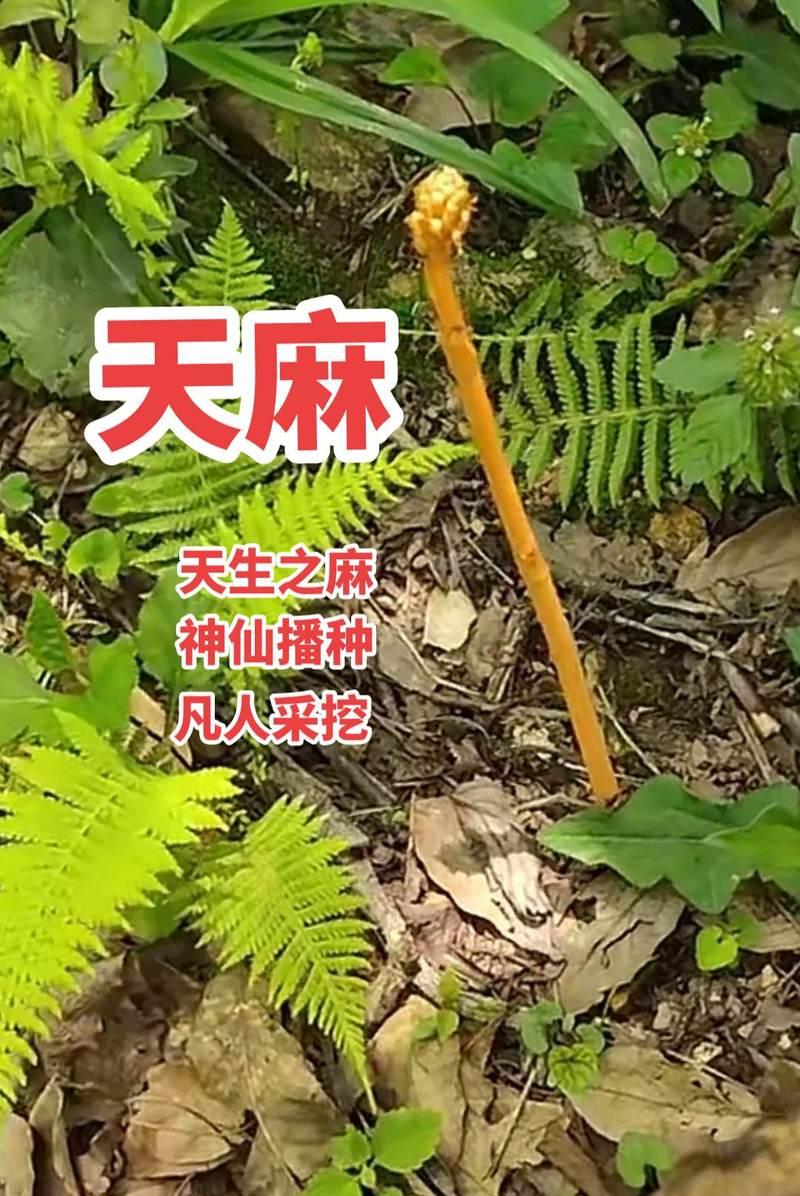 麻类植物有哪些种类？它们各自的特点是什么？