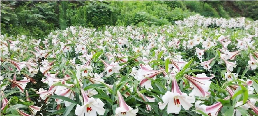 百合种植留种方法是什么？如何确保种子质量？