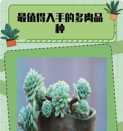 大粒是什么植物？它们的生长习性是什么？