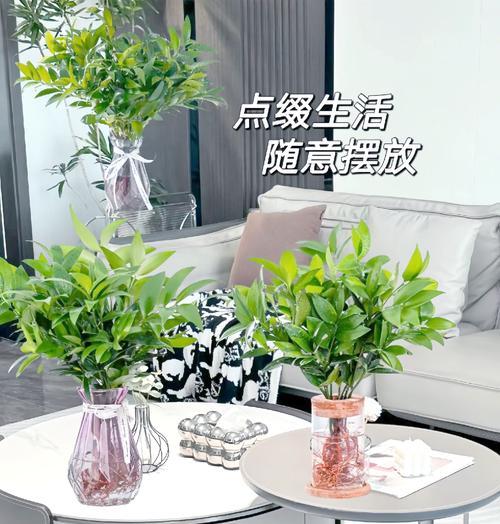 房间放什么植物可以驱蚊？这些植物的驱蚊效果如何？