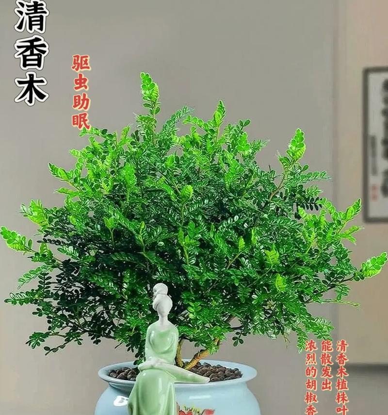 房间放什么植物可以驱蚊？这些植物的驱蚊效果如何？