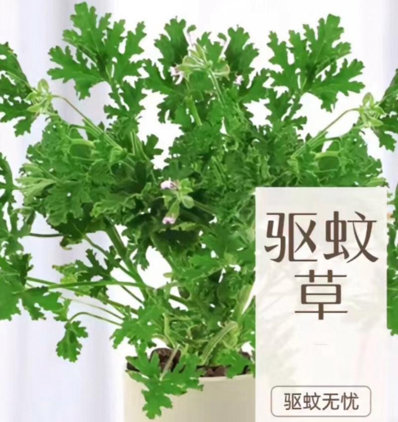 房间放什么植物可以驱蚊？这些植物的驱蚊效果如何？