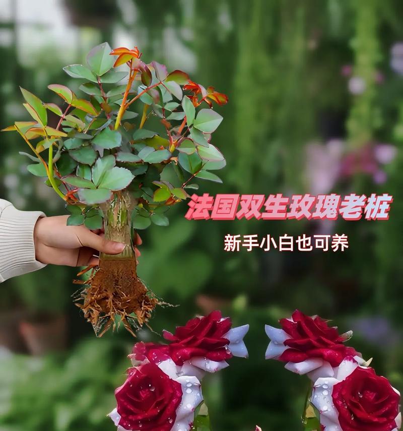 如何进行玫瑰花的留桩栽培？