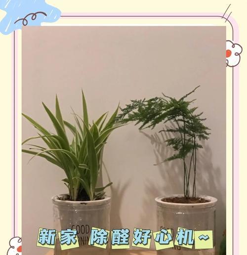 搬新家哪些除甲醛花卉可以用？有哪些推荐？