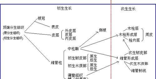 植物的主要组织有哪些功能？它们如何协同工作？