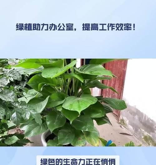 办公室放哪些植物好？哪些品种有助于提高工作效率？