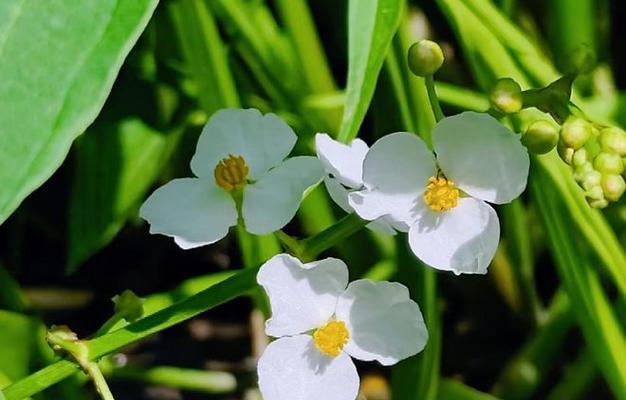 莼菜是什么植物？它的生长环境和用途是什么？