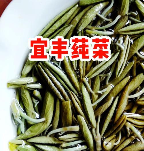 莼菜是什么植物？它的生长环境和用途是什么？