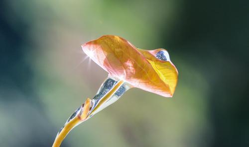 莼菜是什么植物？它的生长环境和用途是什么？