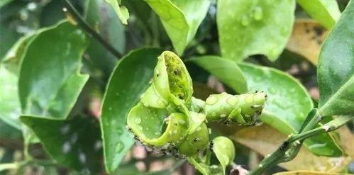 哪些植物能有效除蚜虫而不伤害鱼虾？