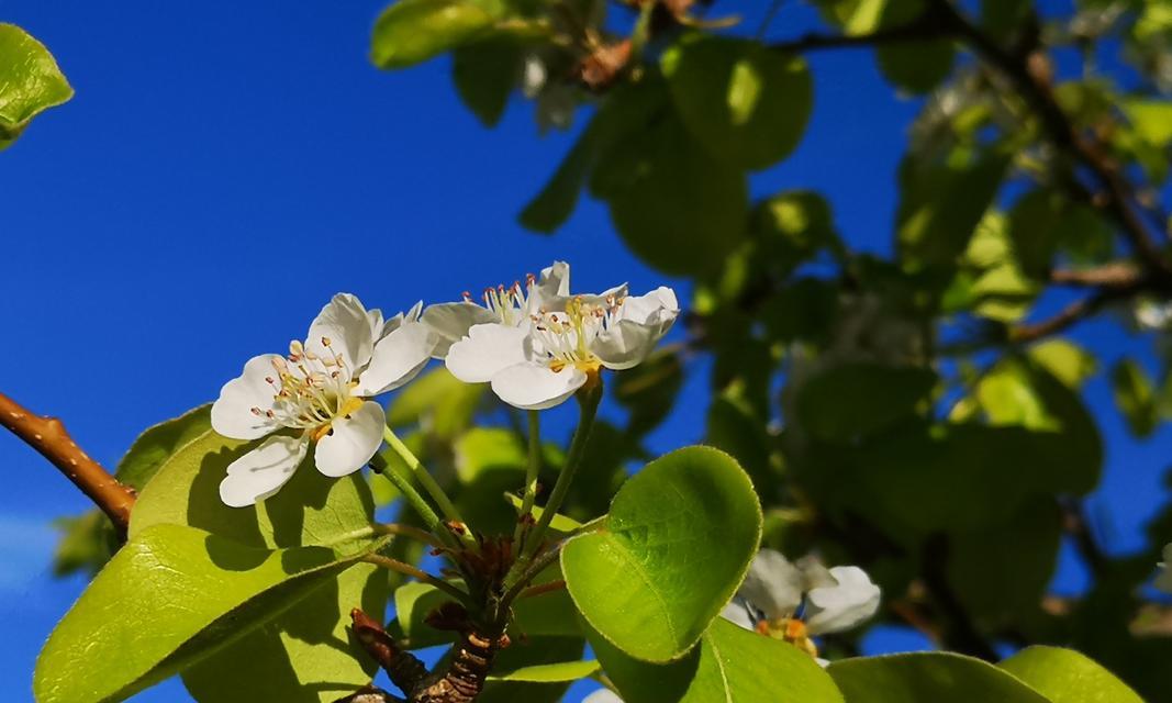 绿化中常见的白花花卉有哪些？这些花卉的特点是什么？