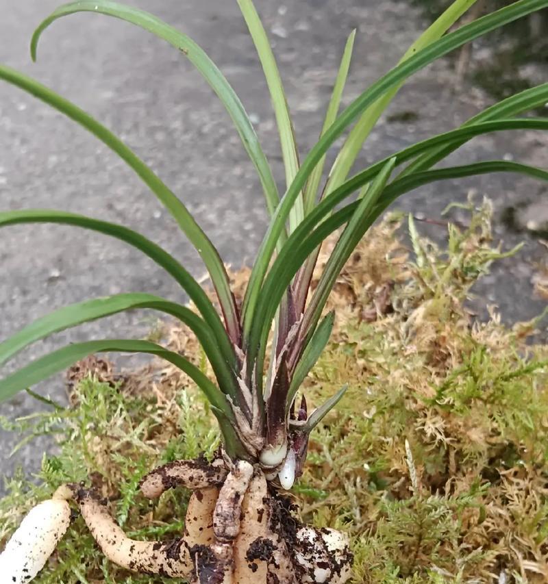 大山里有哪些特色的植物盆景？