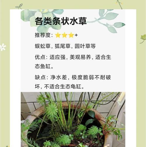 水缸水上植物怎么养？如何保持水缸植物的健康生长？