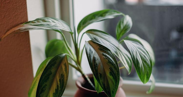 室内观果植物有哪些？它们对室内空气质量有何影响？