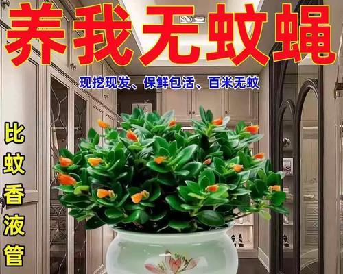 北方哪些花卉植物能抗寒？如何养护？