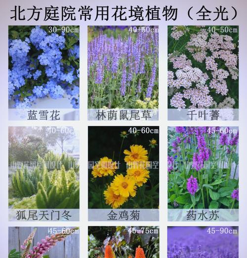 北方哪些花卉植物能抗寒？如何养护？