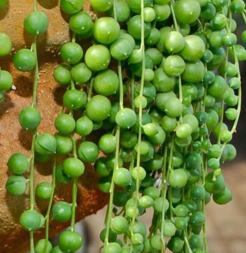 古代有哪些植物用于保暖？这些植物的保暖原理是什么？