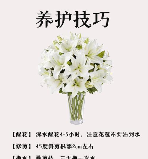 惹老婆生气时送白色百合花有何寓意？白色百合花代表了什么？