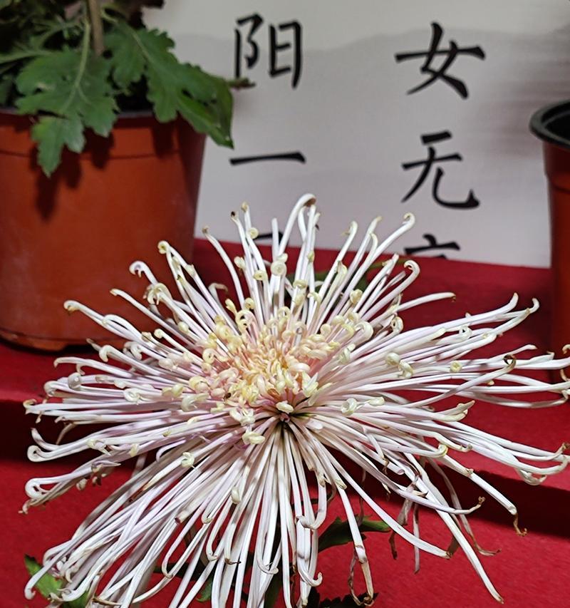 哪些花卉植物象征慰藉？慰藉花卉有哪些特点？